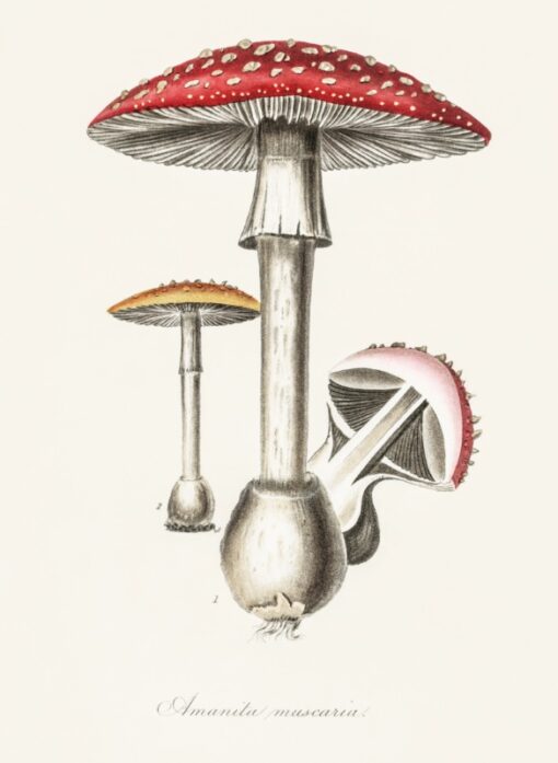 Amanita muscaria