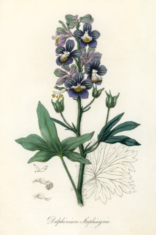 Delphinum staphisagria