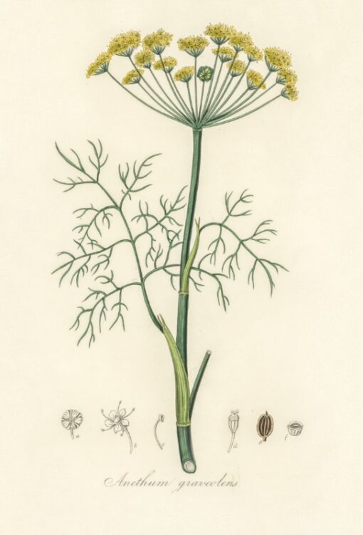 Dill (Anethum graveolens)