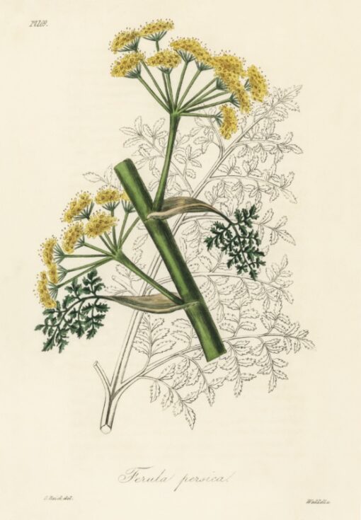 Ferula persica