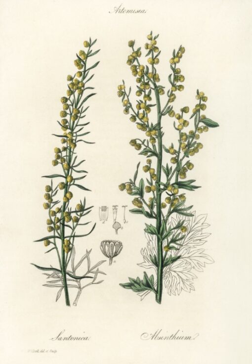 Mugwort (Artemisia)