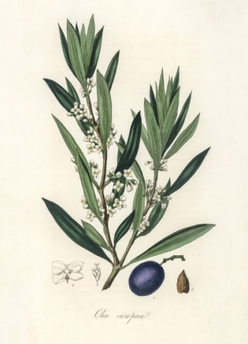 Olive (Olea europaea)