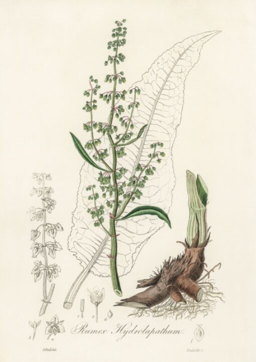 Water dock (Rumex hydrolapathum)