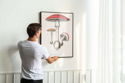 Amanita muscaria