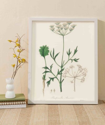 Aniseed