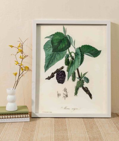 Black mulberry