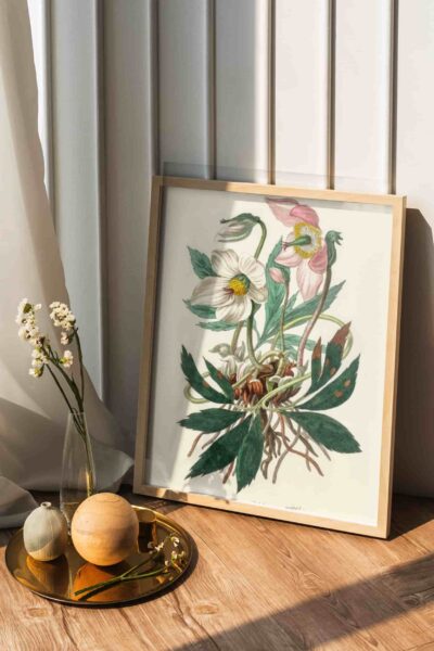 Christmas rose (Helleborus niger)
