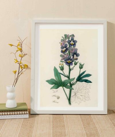 Delphinum staphisagria