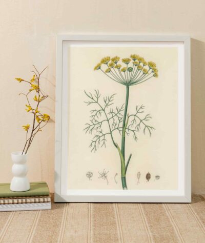 Dill (Anethum graveolens)