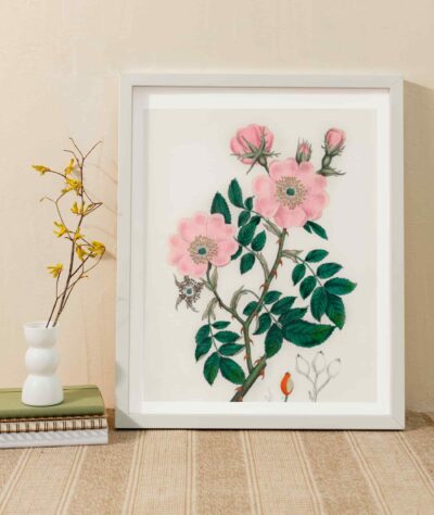 Dog rose (Rosa caninal)