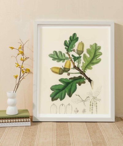 English oak (Quercus)