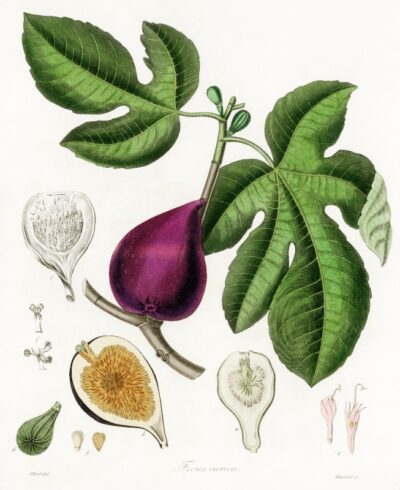 Fig (Ficus carica)