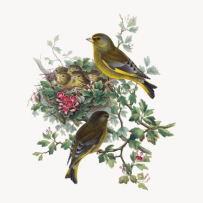 Животные и птицы