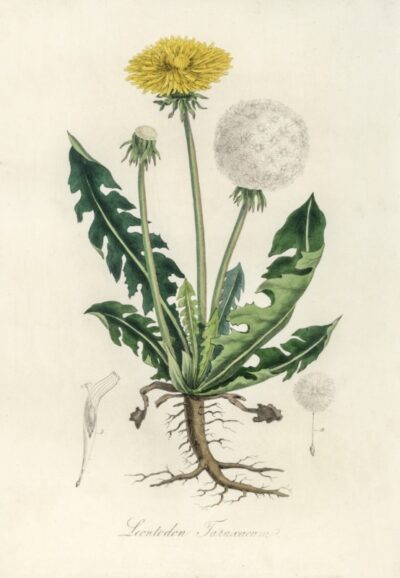 Leontodon taraxacuma