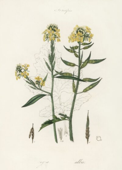 Mustard (Sinapis)