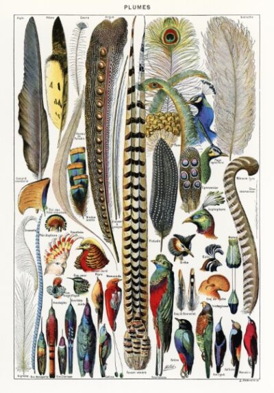 Plumes
