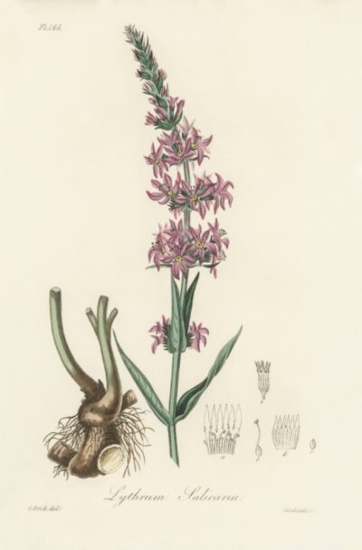 Purple loosestrife (Lythrum salicaria)