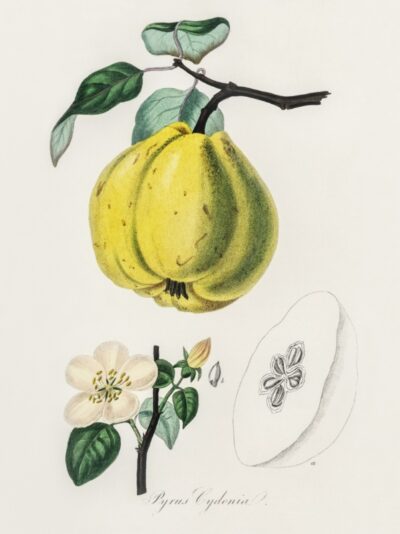Quince (Pyrus cydonia)