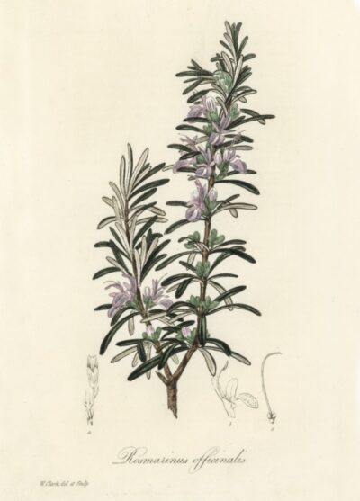 Rosemary (Rosmarinus)