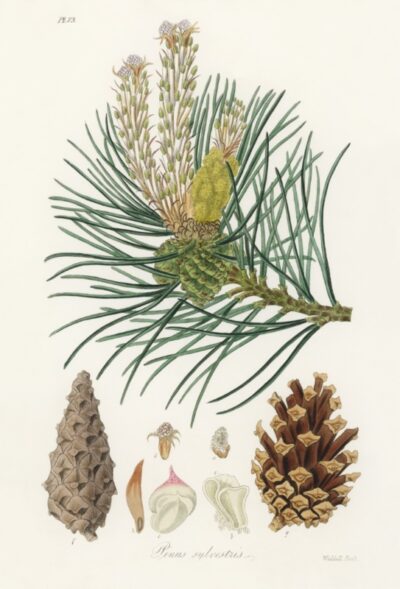 Scots pine (Pinus sylvestris)