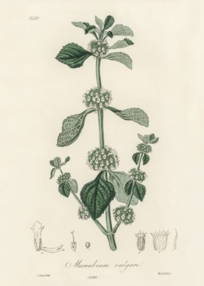White horehound (Marrubium vulgare)