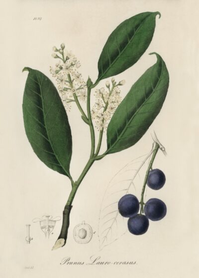 Cherry laurel (Prunus laurocerasus)