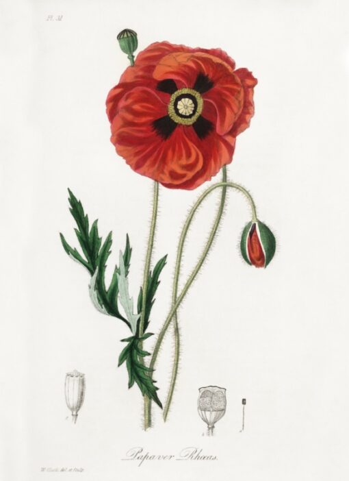 Common poppy (Papaver rhoeas)