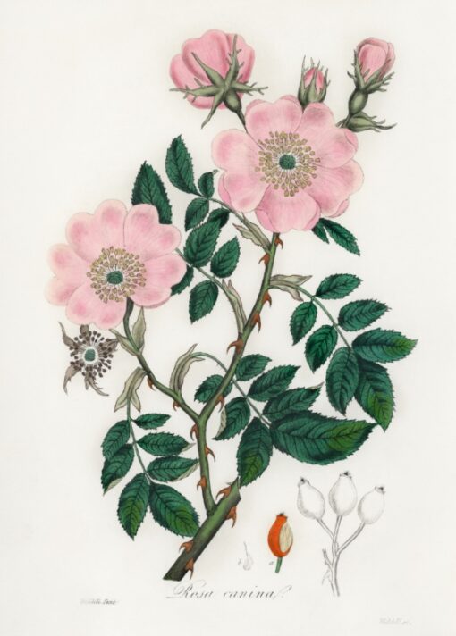 Dog rose (Rosa caninal)