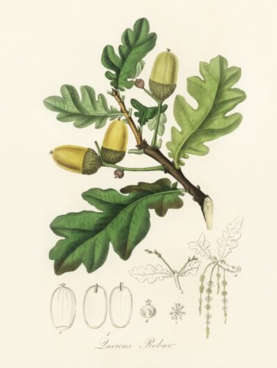English oak (Quercus)