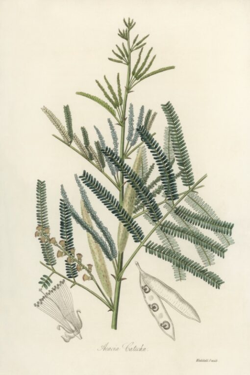 Mimosa catechu (Acacia catechu)