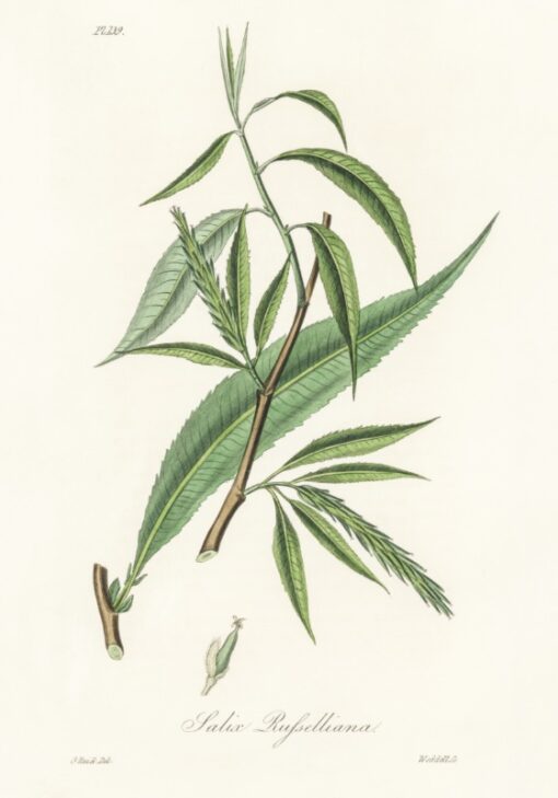 Salix rufselliana