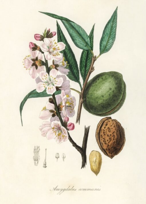 The almond (Amygdalus communis)