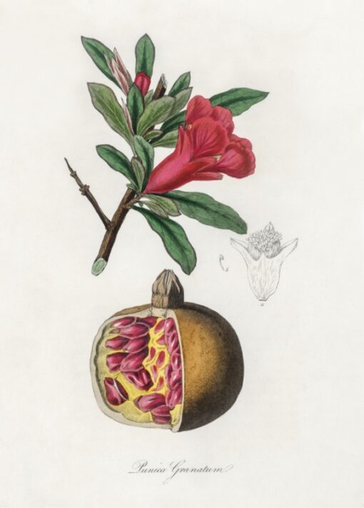 The pomegranate (Punica granatum)